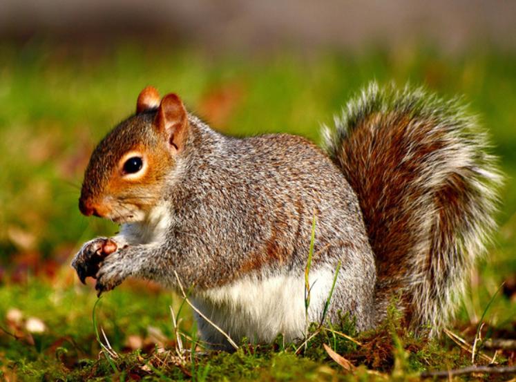 Con Sóc – Đặc Điểm Sinh Học Và Mối Quan Hệ Với Con Người