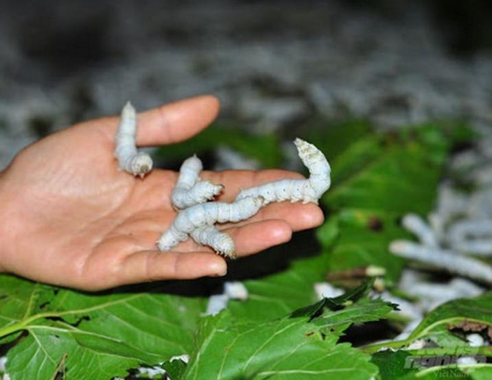 Con Tằm – Đặc Điểm Sinh Học Và Vai Trò Trong Nghề Trồng Dâu Nuôi Tằm