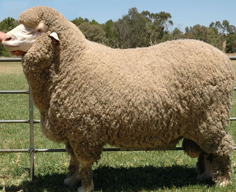 Cừu Merino