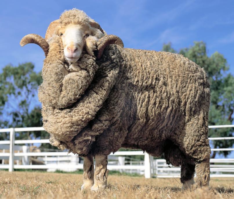 Cừu Merino