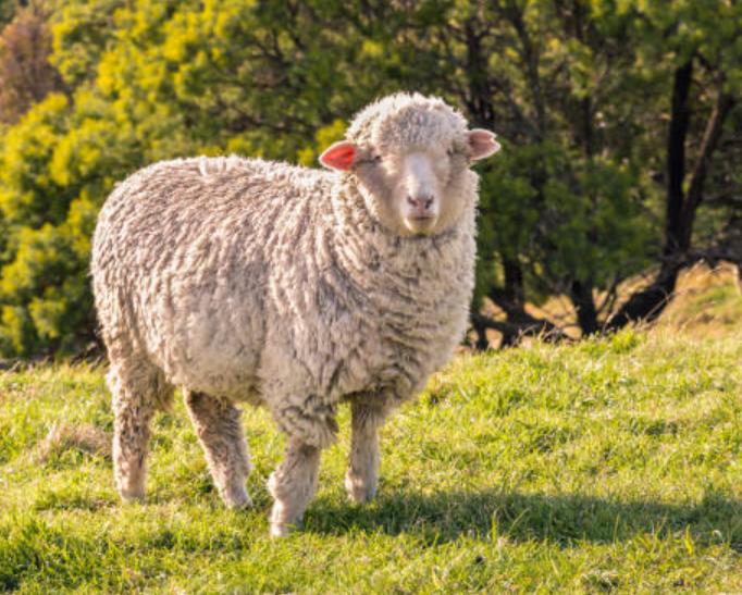 Cừu Merino