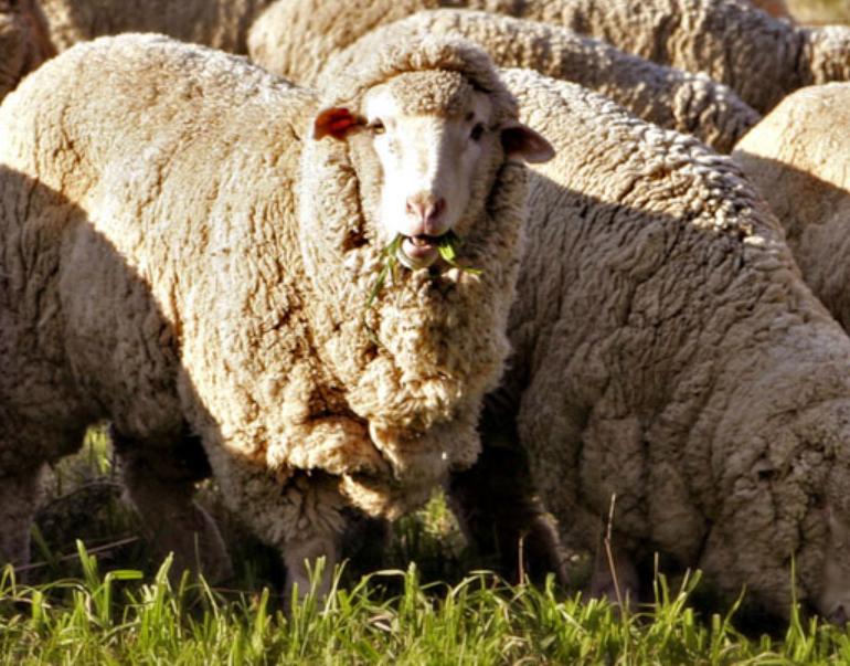 Cừu Merino