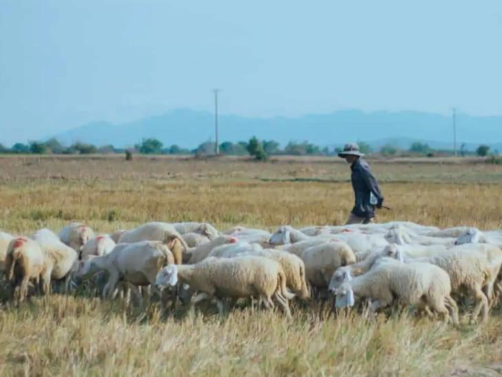 Cừu Phan Rang
