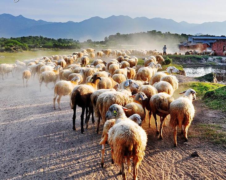 Cừu Phan Rang