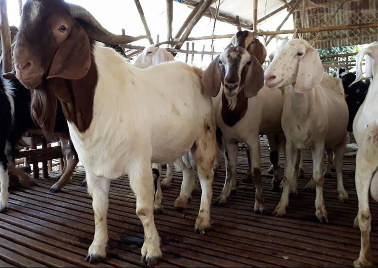 Dê Boer