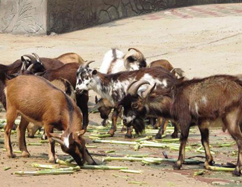 Dê Cỏ