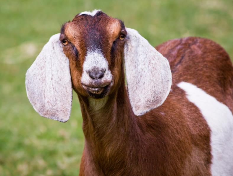 Dê Nubian