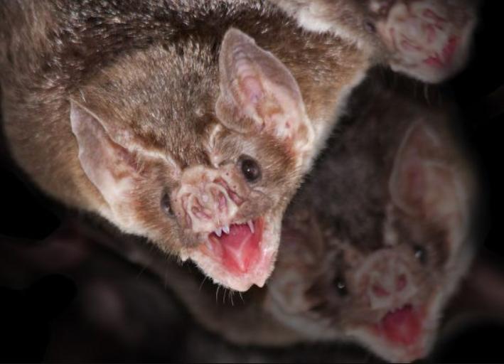 Dơi Ma Cà Rồng