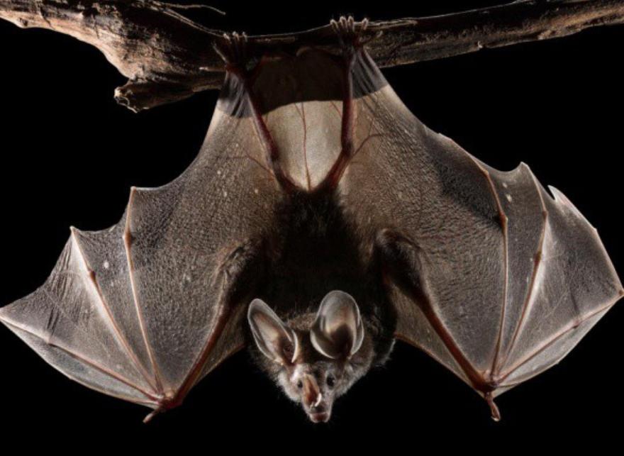 Dơi Ma Cà Rồng