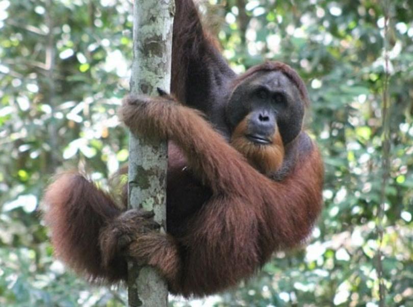 Đười Ươi Borneo