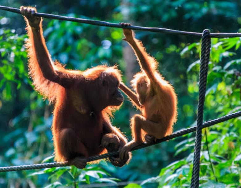 Đười Ươi Borneo