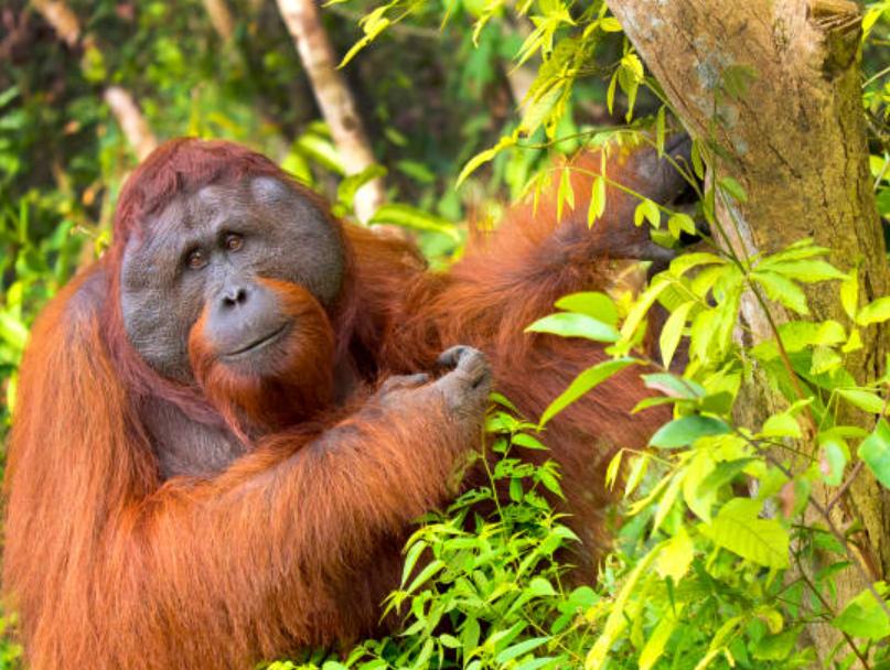 Đười Ươi Borneo – Thông Tin Đặc Điểm, Hành Vi, Sinh Thái & Bảo Tồn