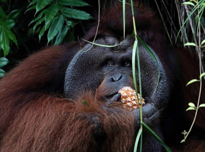 Đười Ươi Borneo