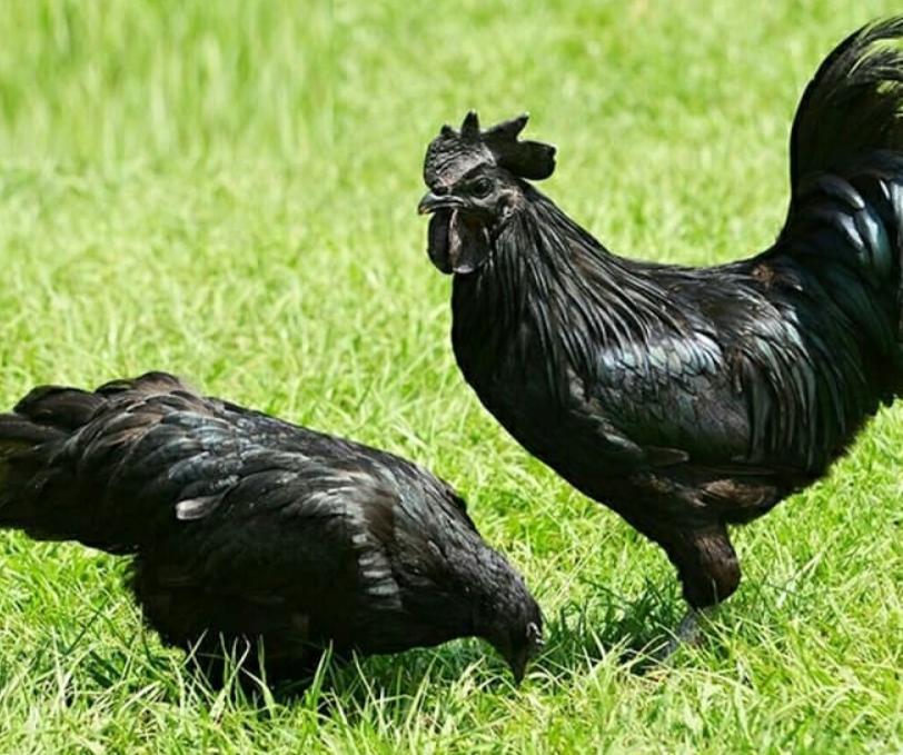 Gà H’Mông
