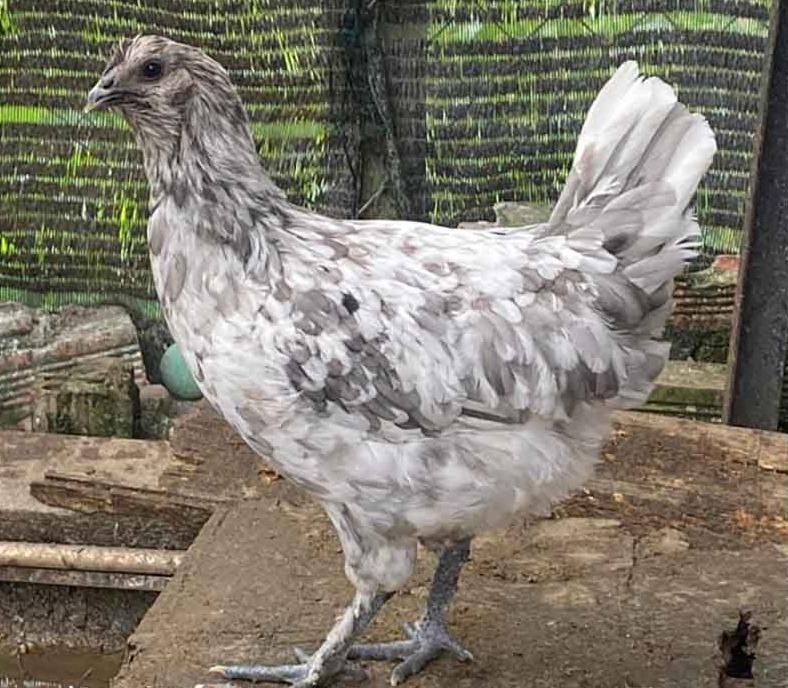 Gà H’Mông