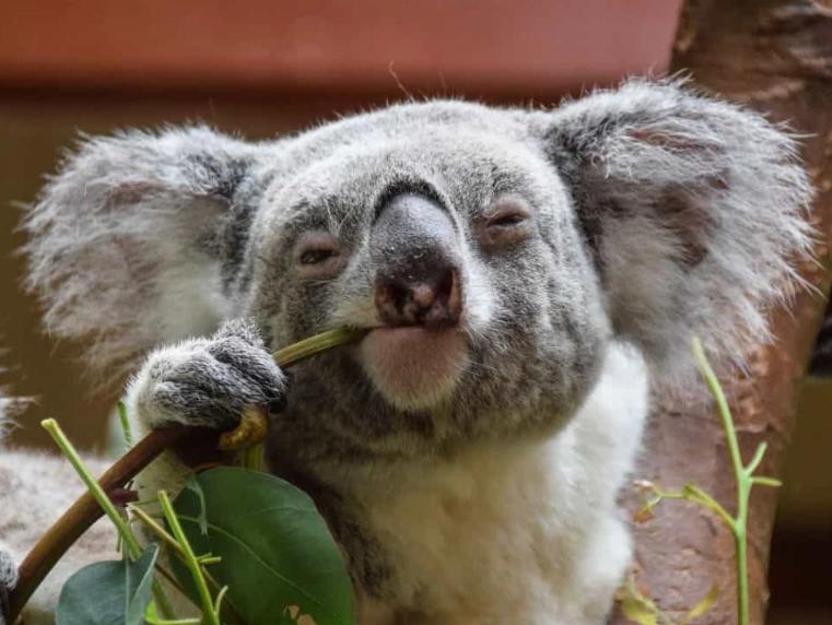 Gấu Lười – Thông Tin Đặc Điểm, Hành Vi, Sinh Thái & Bảo Tồn