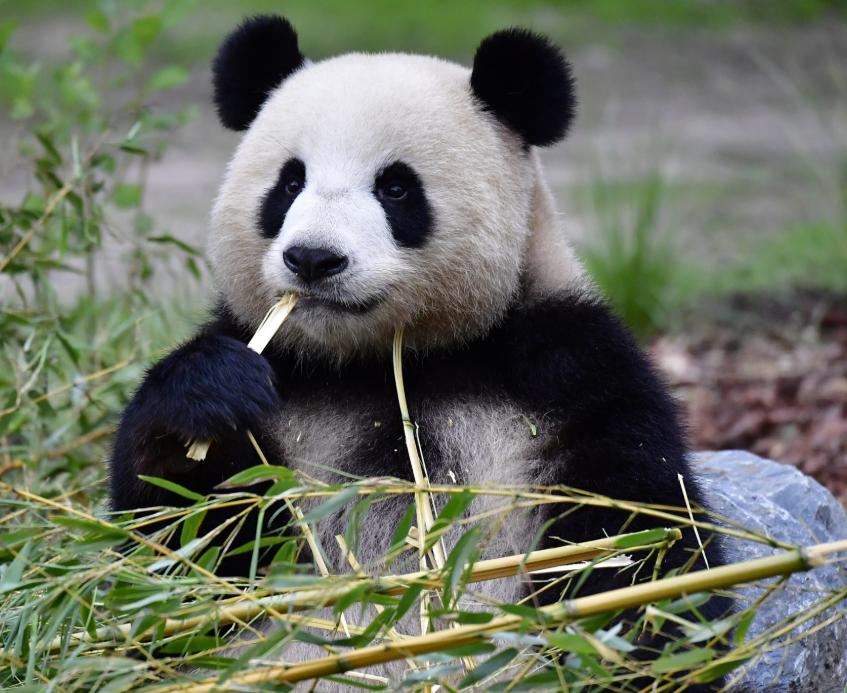 Gấu Trúc – Thông Tin Đặc Điểm, Hành Vi, Sinh Thái & Bảo Tồn