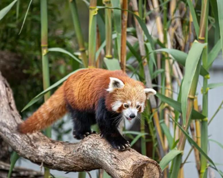 Gấu Trúc Đỏ – Thông Tin Đặc Điểm, Hành Vi, Sinh Thái & Bảo Tồn