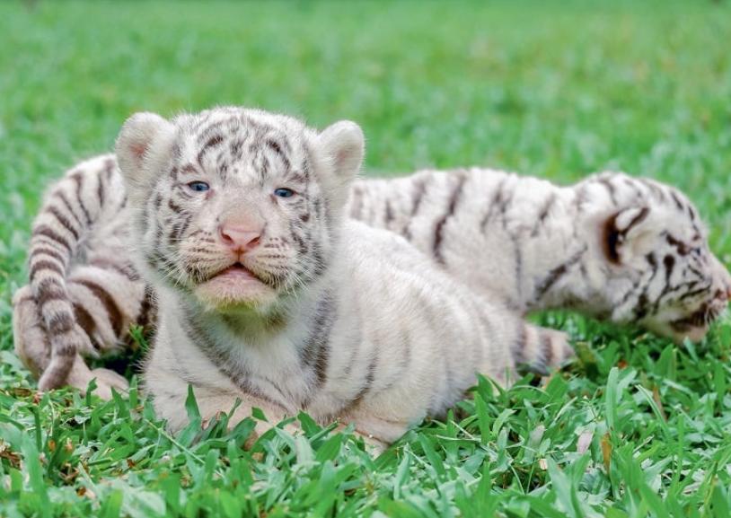 Hổ Bengal