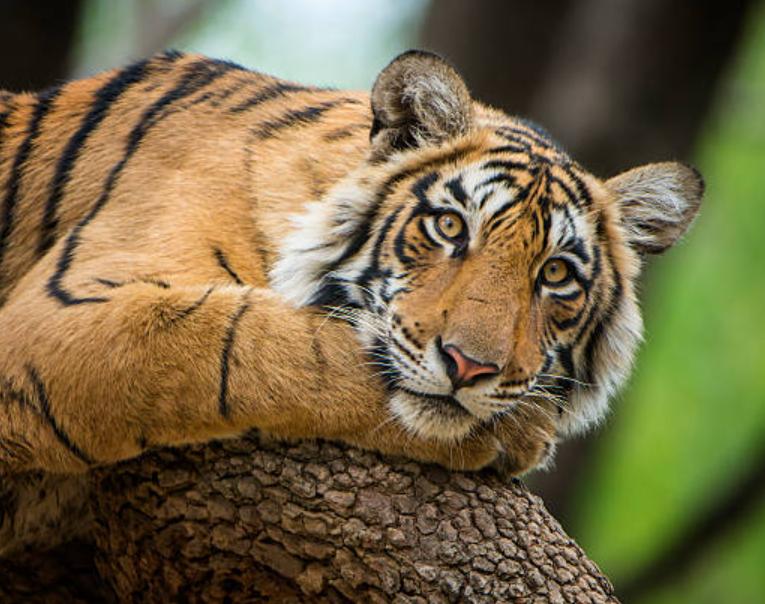 Hổ Bengal