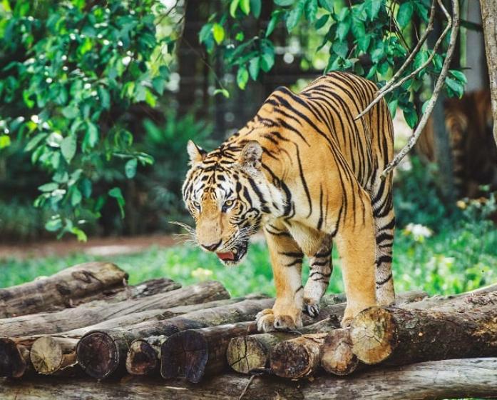 Hổ Bengal