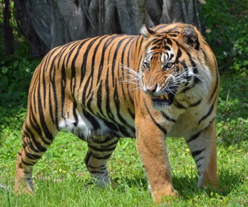 Hổ Sumatra – Thông Tin Đặc Điểm, Hành Vi, Cách Săn Mồi & Bảo Tồn