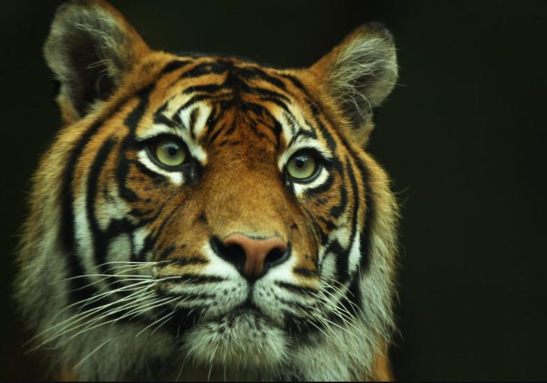 Hổ Sumatra