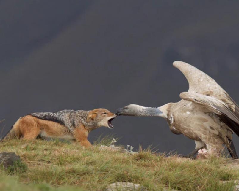 Kền Kền Châu Phi