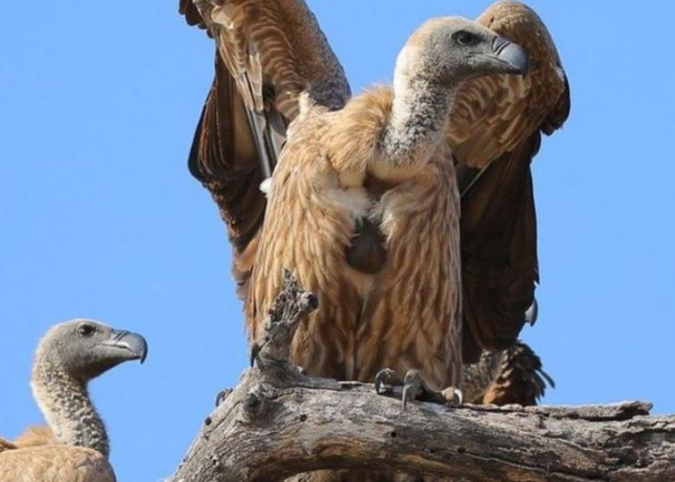 Kền Kền Châu Phi