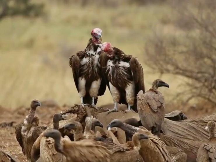 Kền Kền Châu Phi