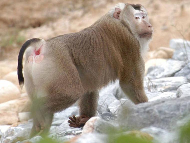 Khỉ Đuôi Lợn