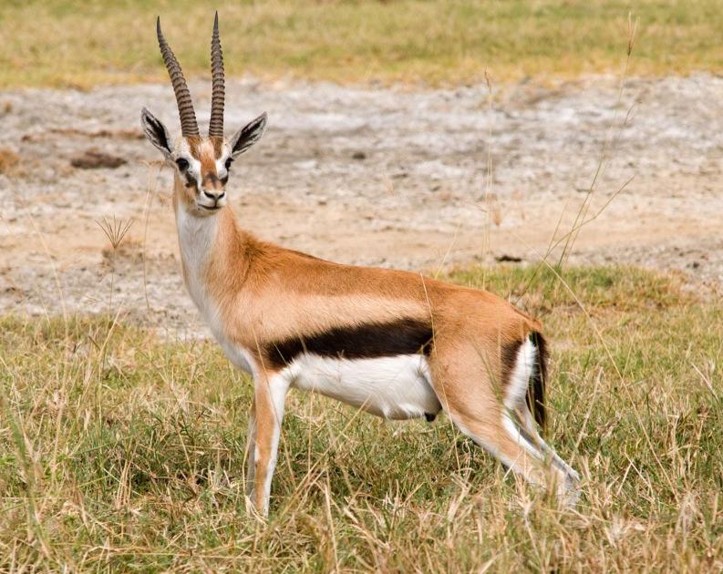Linh Dương Gazelle – Thông Tin Đặc Điểm, Hành Vi, Sinh Thái & Bảo Tồn
