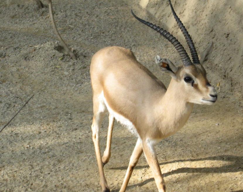 Linh Dương Gazelle