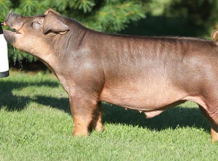 Lợn Duroc