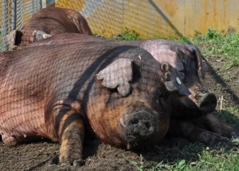 Lợn Duroc