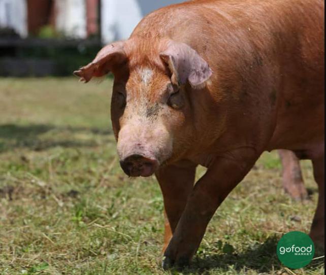 Lợn Duroc