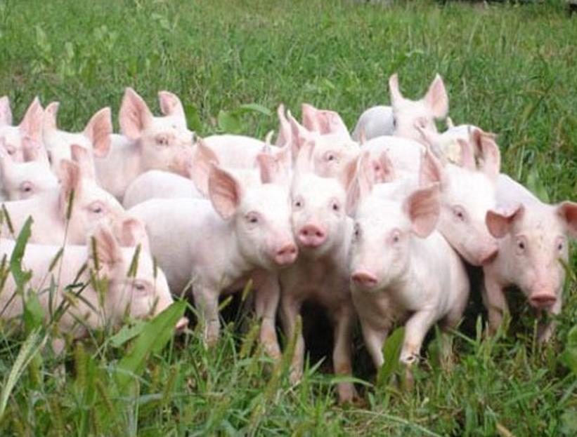 Lợn Landrace