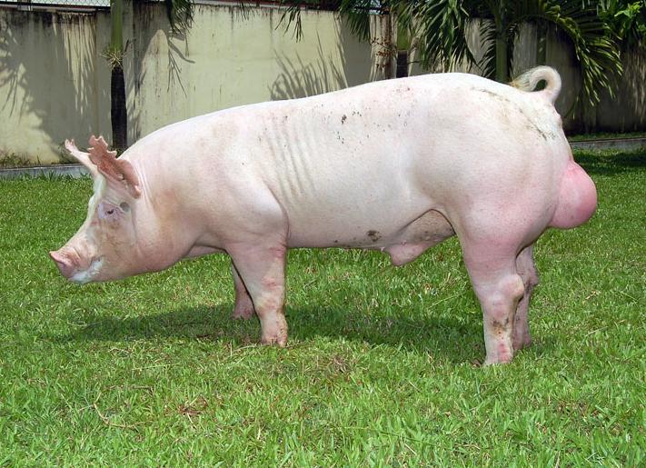 Lợn Landrace