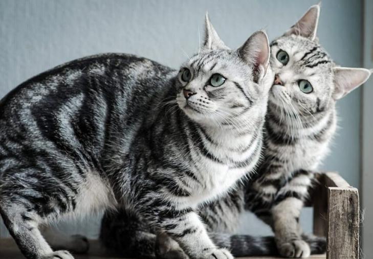 Mèo American Shorthair