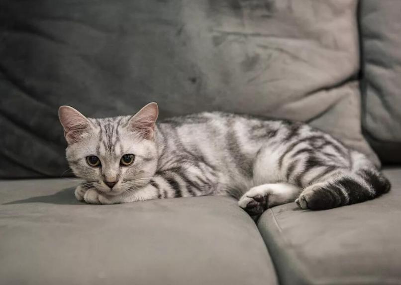 Mèo American Shorthair