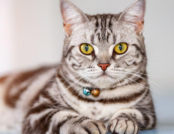 Mèo American Shorthair