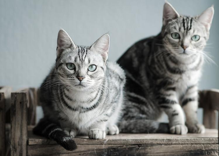 Mèo American Shorthair