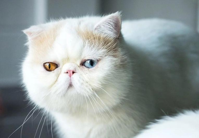 Mèo Ba Tư Mặt Tịt