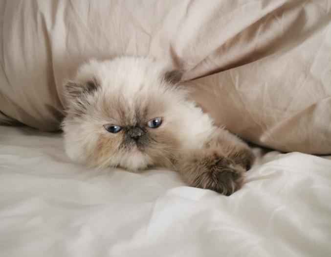 Mèo Ba Tư Mặt Tịt