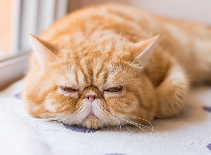 Mèo Ba Tư Mặt Tịt