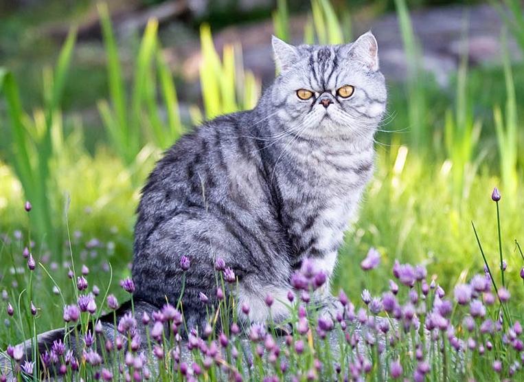 Mèo Ba Tư Mặt Tịt