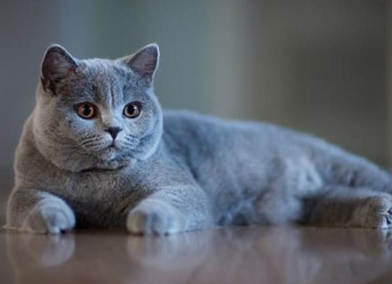 Mèo Anh Lông Ngắn