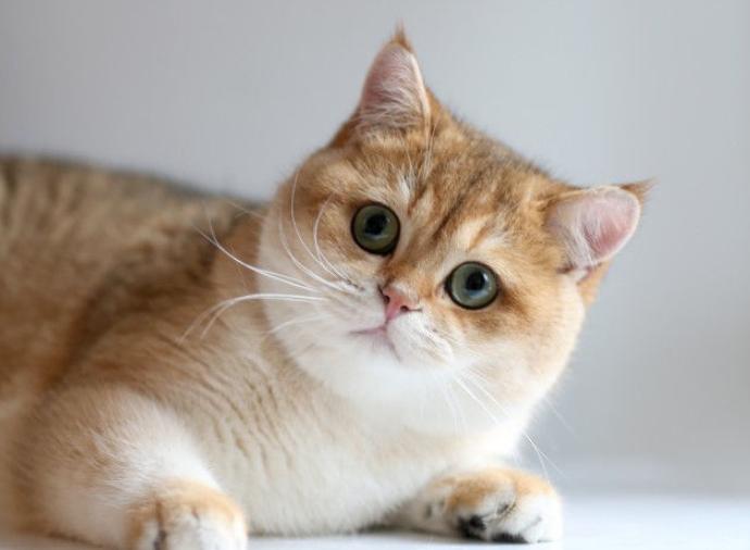 Mèo Anh Lông Ngắn