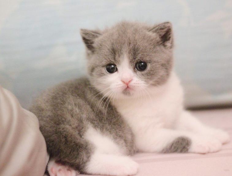 Mèo Anh Lông Ngắn