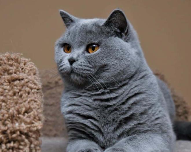 Mèo Anh Lông Ngắn